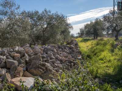 Ma non si tratta dell�unico tesoro dell�ameno luogo. Per quanto non segnalati e valorizzati, ad Auricarro sono rimasti anche i resti del Castello distrutto. Per visitarlo dobbiamo imboccare un sentiero di campagna affiancato da un muretto a secco che parte dal lato sinistro della chiesa